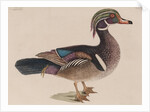 Wood duck by Mark Catesby