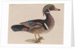 Wood duck by Mark Catesby