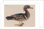 Wood duck by Mark Catesby