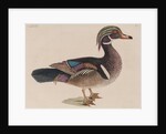 Wood duck by Mark Catesby