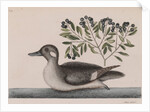 Female bufflehead by Mark Catesby