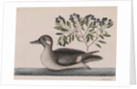 Female bufflehead by Mark Catesby