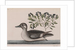 Female bufflehead by Mark Catesby
