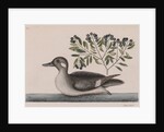 Female bufflehead by Mark Catesby