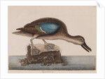 Blue-winged teal by Mark Catesby