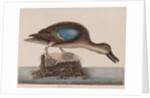 Blue-winged teal by Mark Catesby