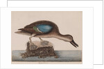 Blue-winged teal by Mark Catesby