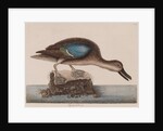 Blue-winged teal by Mark Catesby