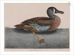 Common teal by Mark Catesby