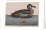 Common teal by Mark Catesby