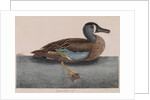 Common teal by Mark Catesby