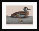 Common teal by Mark Catesby