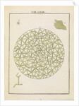 Diatoms by Adam Wolfgang Winterschmidt