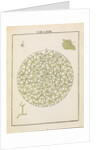 Diatoms by Adam Wolfgang Winterschmidt