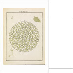 Diatoms by Adam Wolfgang Winterschmidt