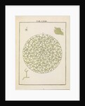 Diatoms by Adam Wolfgang Winterschmidt