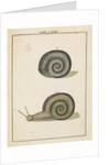 Freshwater snail by Adam Wolfgang Winterschmidt
