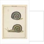 Freshwater snail by Adam Wolfgang Winterschmidt