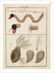 Insect larva and water flea by Adam Wolfgang Winterschmidt