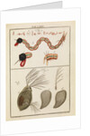 Insect larva and water flea by Adam Wolfgang Winterschmidt