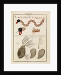 Insect larva and water flea by Adam Wolfgang Winterschmidt