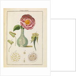 Rose and stamens by Adam Wolfgang Winterschmidt