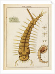 Mosquito larva by Adam Wolfgang Winterschmidt