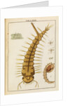 Mosquito larva by Adam Wolfgang Winterschmidt