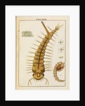 Mosquito larva by Adam Wolfgang Winterschmidt