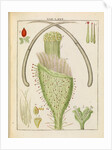 Rose pistil by Adam Wolfgang Winterschmidt