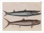 Barracuda and bonefish by Mark Catesby
