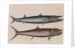 Barracuda and bonefish by Mark Catesby