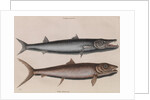 Barracuda and bonefish by Mark Catesby