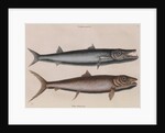 Barracuda and bonefish by Mark Catesby