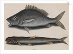 Margate and lady fish by Mark Catesby