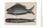 Margate and lady fish by Mark Catesby