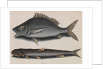 Margate and lady fish by Mark Catesby