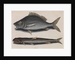 Margate and lady fish by Mark Catesby