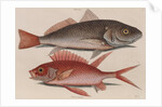 Atlantic croaker and squirrelfish by Mark Catesby