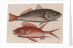 Atlantic croaker and squirrelfish by Mark Catesby