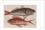 Atlantic croaker and squirrelfish by Mark Catesby