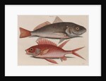 Atlantic croaker and squirrelfish by Mark Catesby