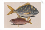 Porkfish and schoolmaster snapper by Mark Catesby