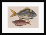 Porkfish and schoolmaster snapper by Mark Catesby