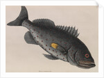 Yellowfin grouper by Mark Catesby
