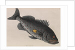 Yellowfin grouper by Mark Catesby