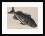 Yellowfin grouper by Mark Catesby