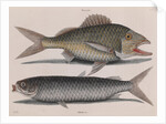 Common grunt and mullet by Mark Catesby