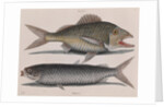 Common grunt and mullet by Mark Catesby
