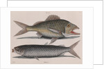 Common grunt and mullet by Mark Catesby